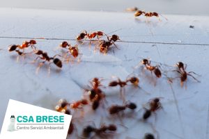 Combatti efficacemente le formiche con CSA BRESE
