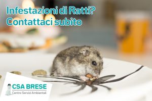 Infestazioni di Ratti